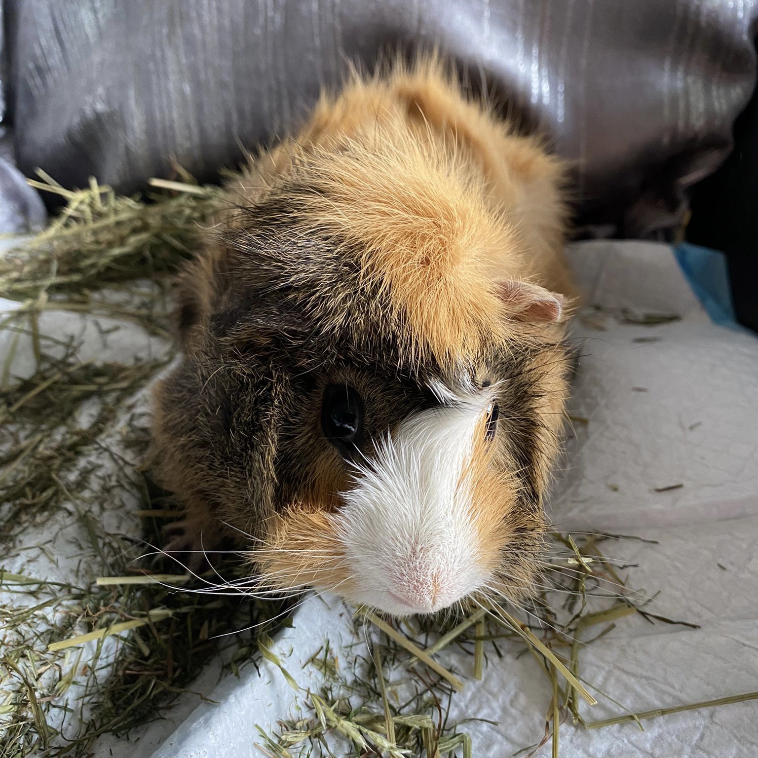 Guinea Pigs Archives RSPCA Lincolnshire Mid & Lincoln Branch