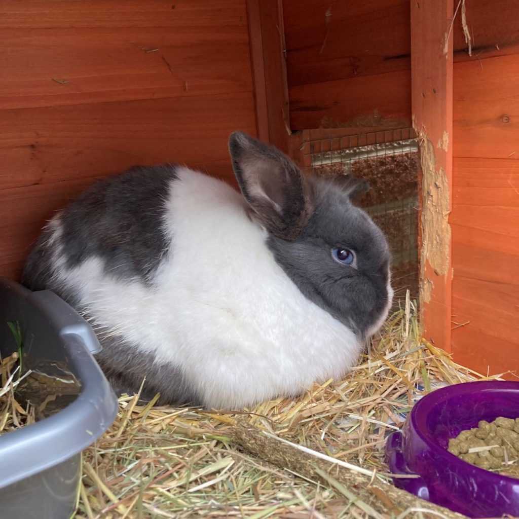 Rabbits Archives RSPCA Lincolnshire Mid & Lincoln Branch