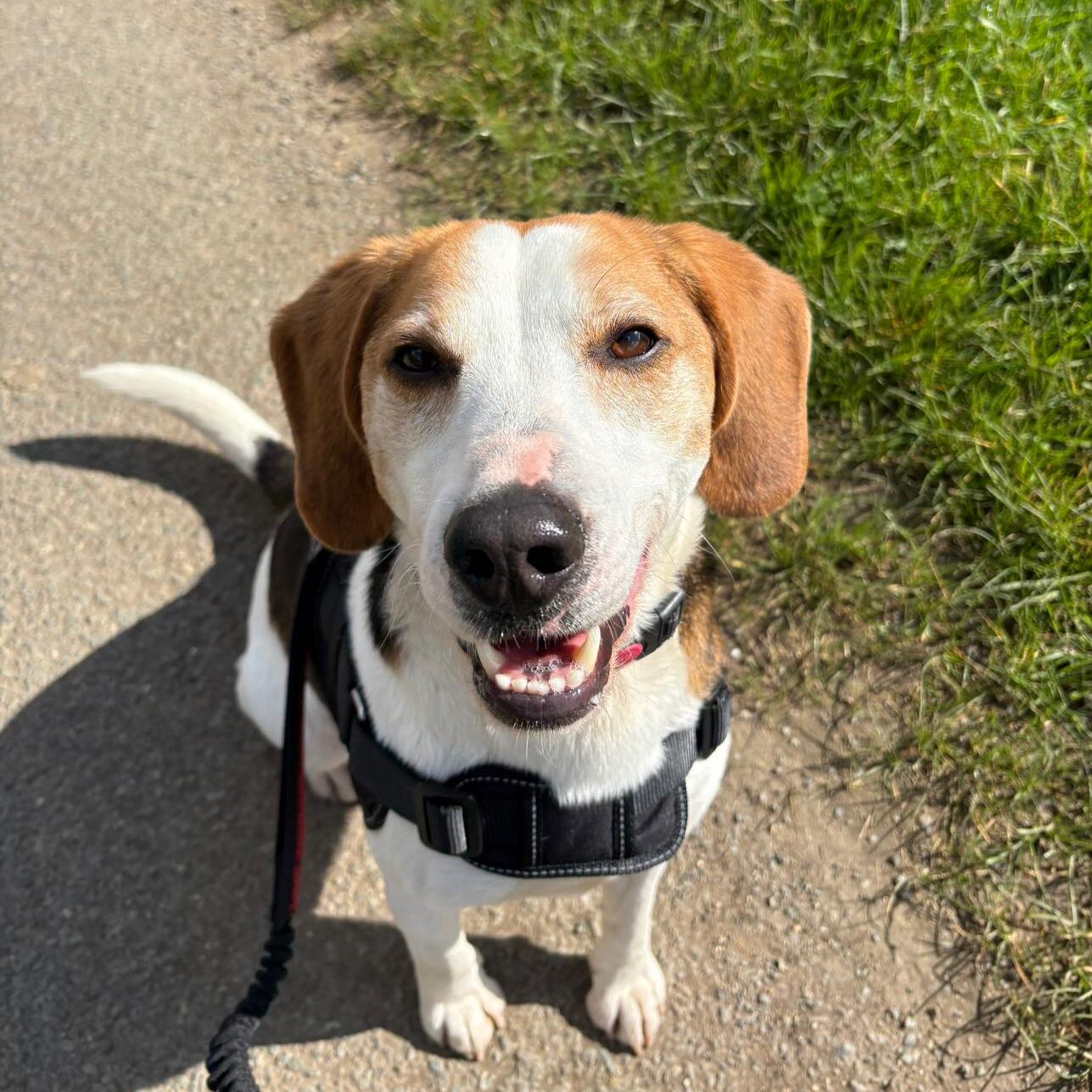 Troy, a 4 years old male Beagle available for adoption from RSPCA in Lincolnshire