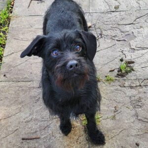 Bella facing towards the camera on the move looking curiously at the camera