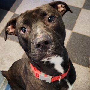 Duke is a black and white bull breed cross. He is looking at the camera, sat on the floor wearing a red collar