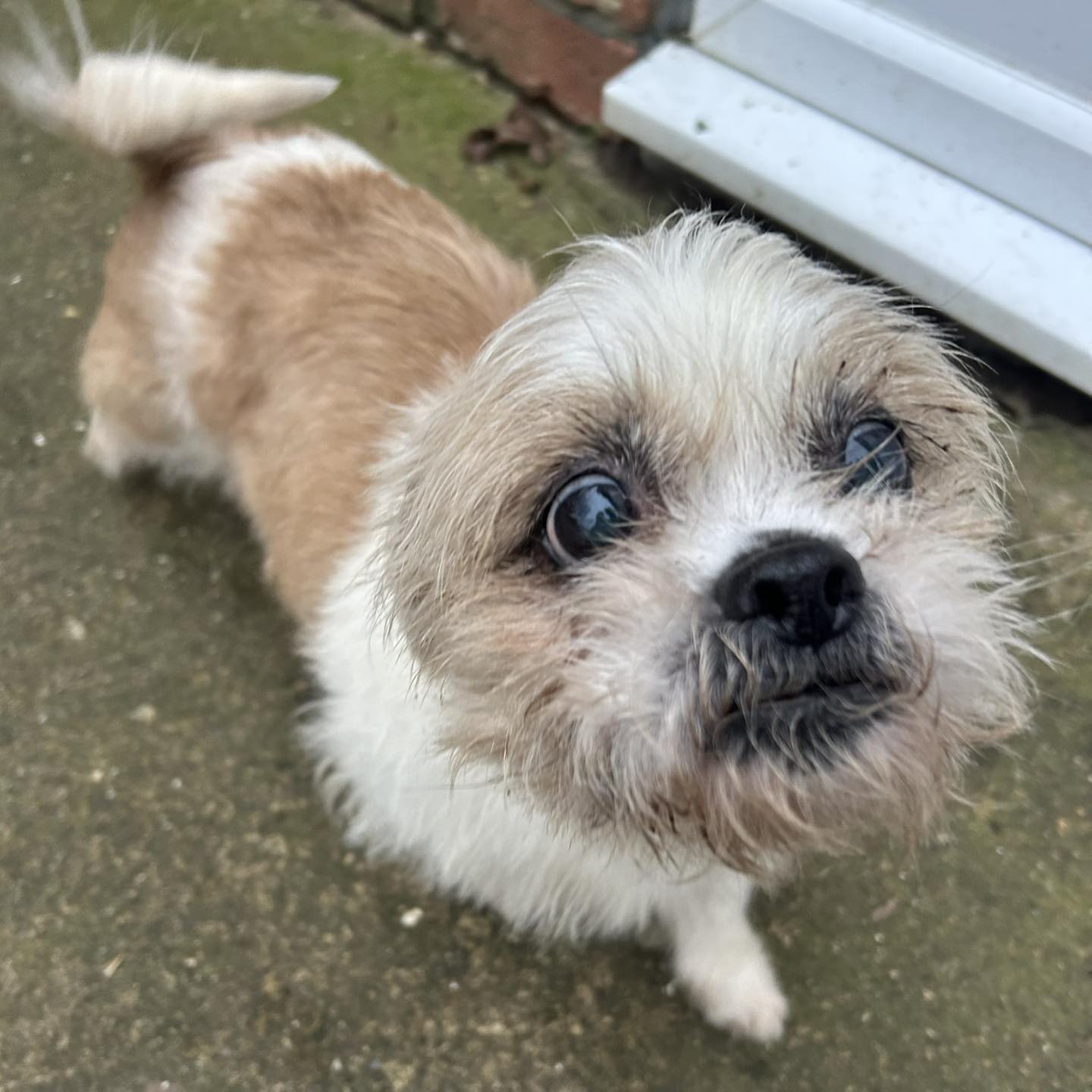 Poppy, a 7 years old female Shih Tzu available for adoption from RSPCA in Lincoln, Lincolnshire