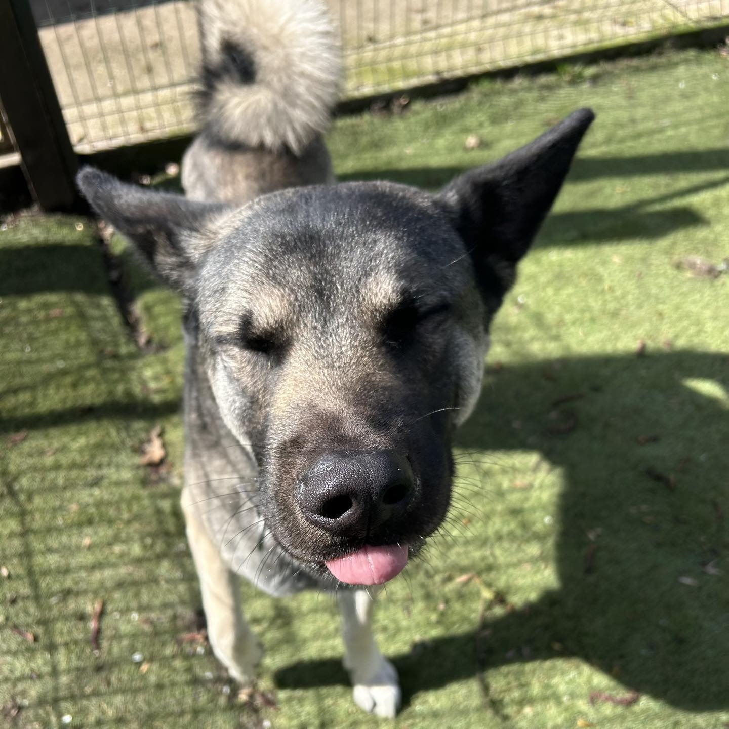 Archie, a 2 years old male German Shepherd available for adoption from RSPCA in Lincolnshire