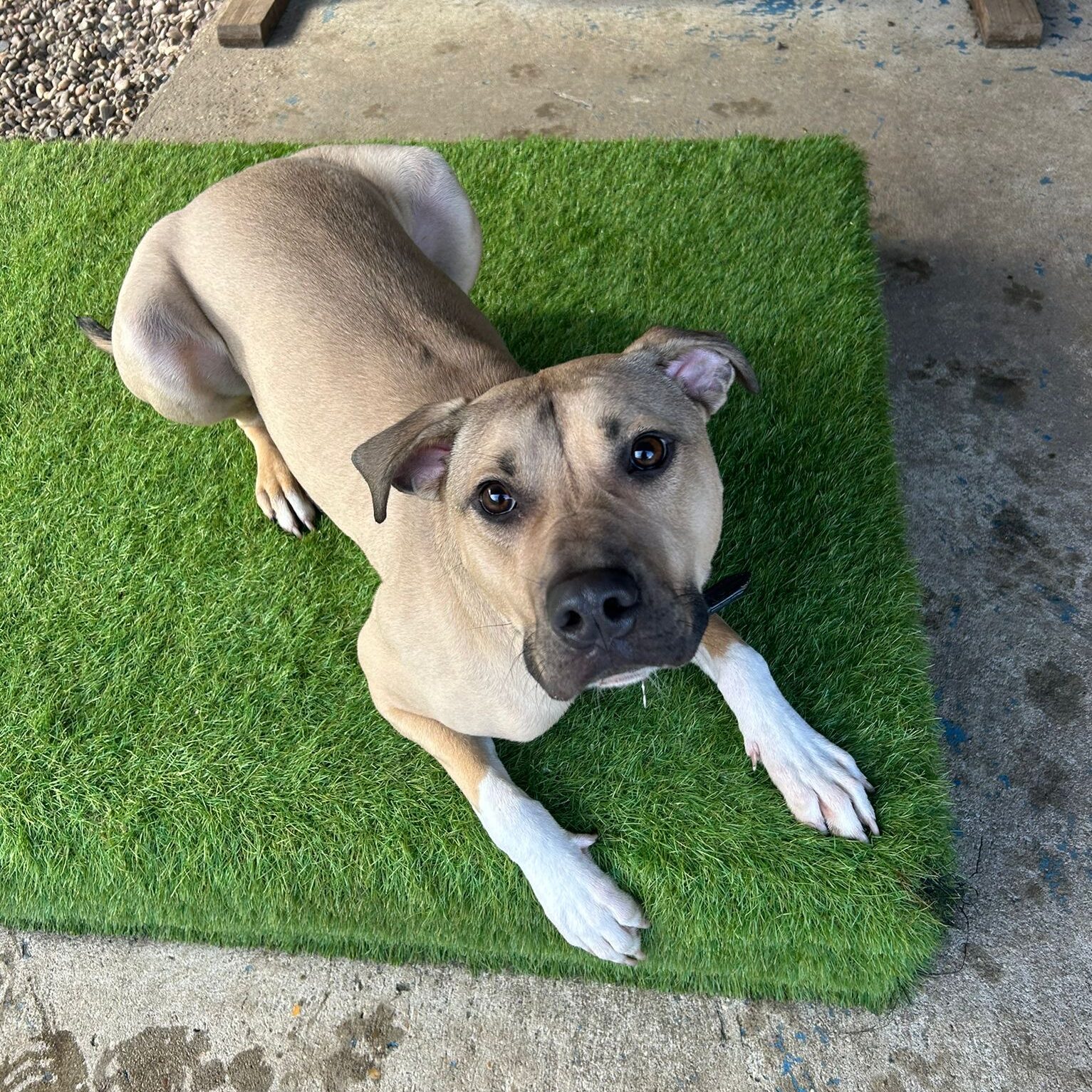Bowser, a 2 years old male Large Munsterlander X available for adoption from RSPCA in Lincolnshire