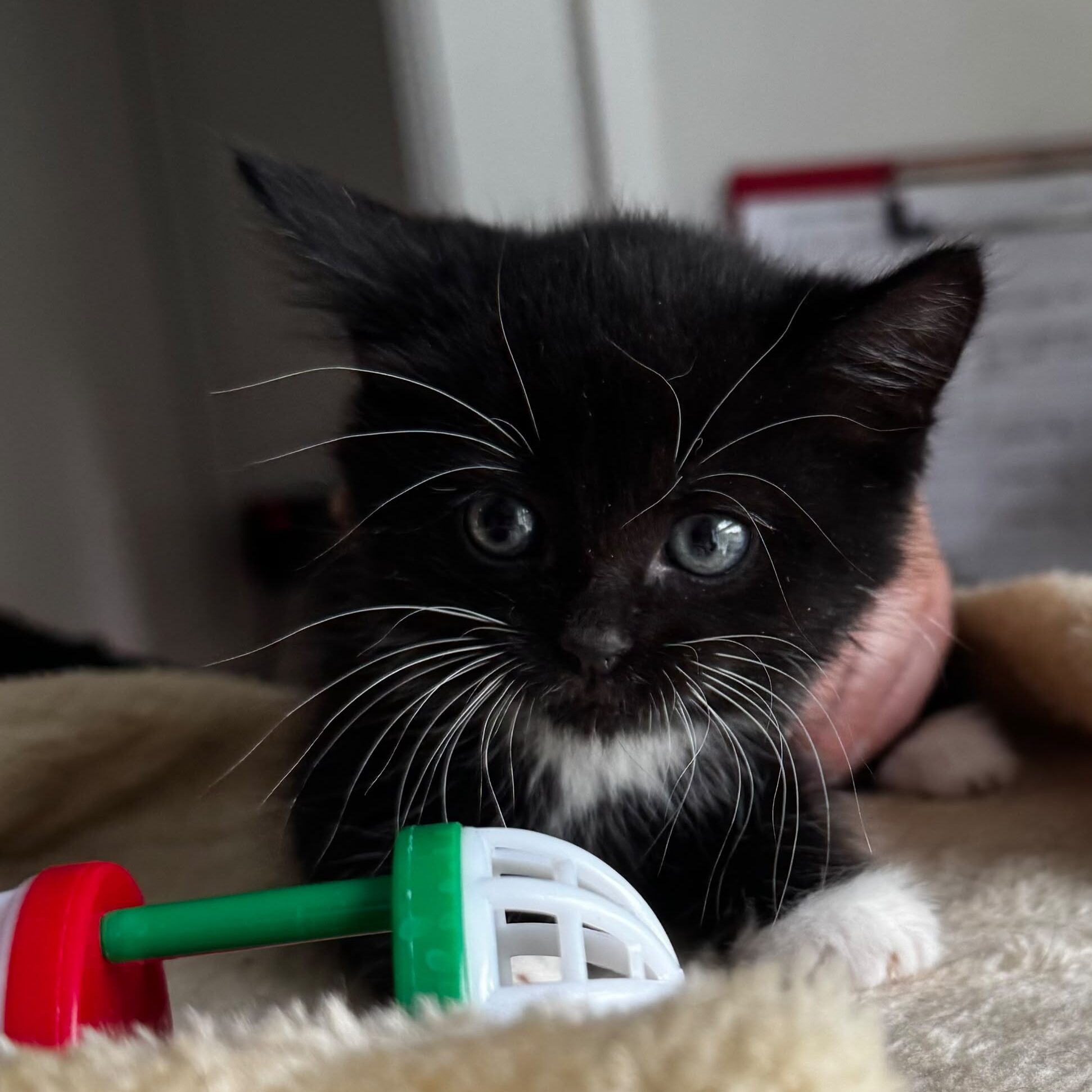 Button Being Clicked Mayhem - RSPCA Lincolnshire Mid & Lincoln Branch