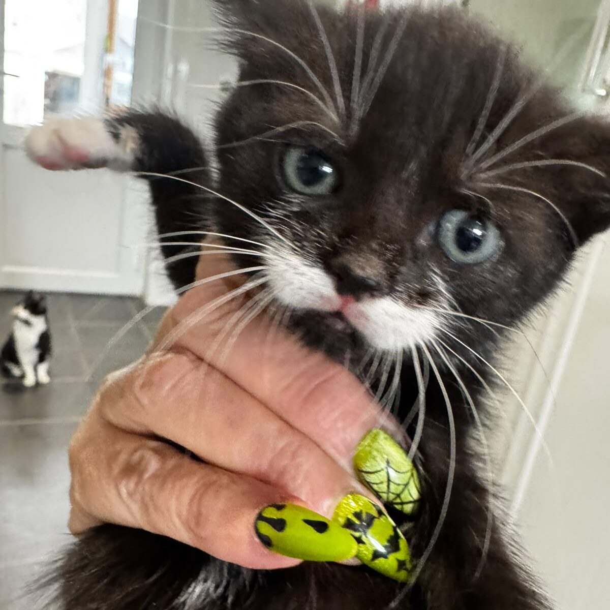 Button Being Clicked Mischief - RSPCA Lincolnshire Mid & Lincoln Branch