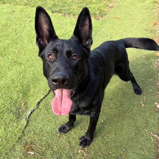 Shadow, a 1 year old male German Shepherd available for adoption from RSPCA in Lincolnshire