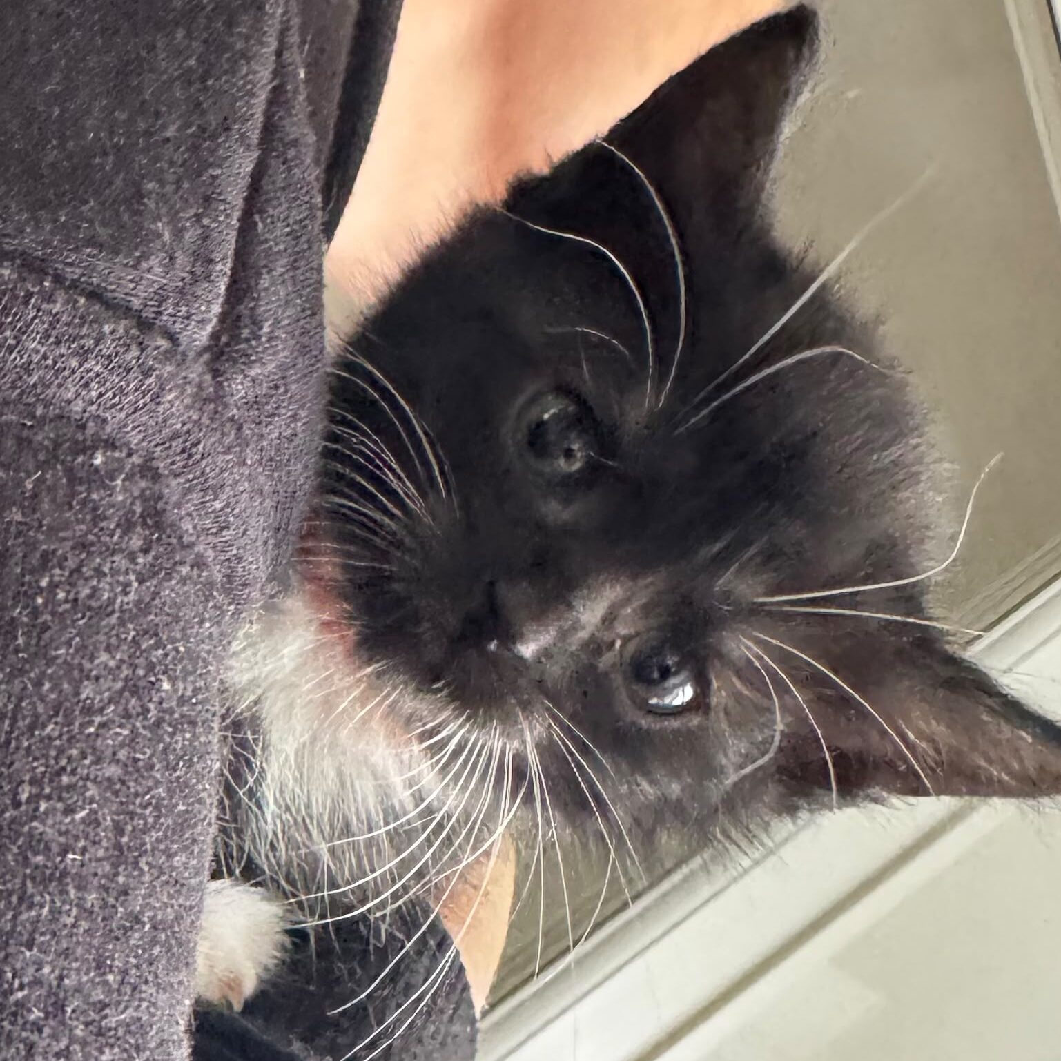 Button Being Clicked Trouble - RSPCA Lincolnshire Mid & Lincoln Branch